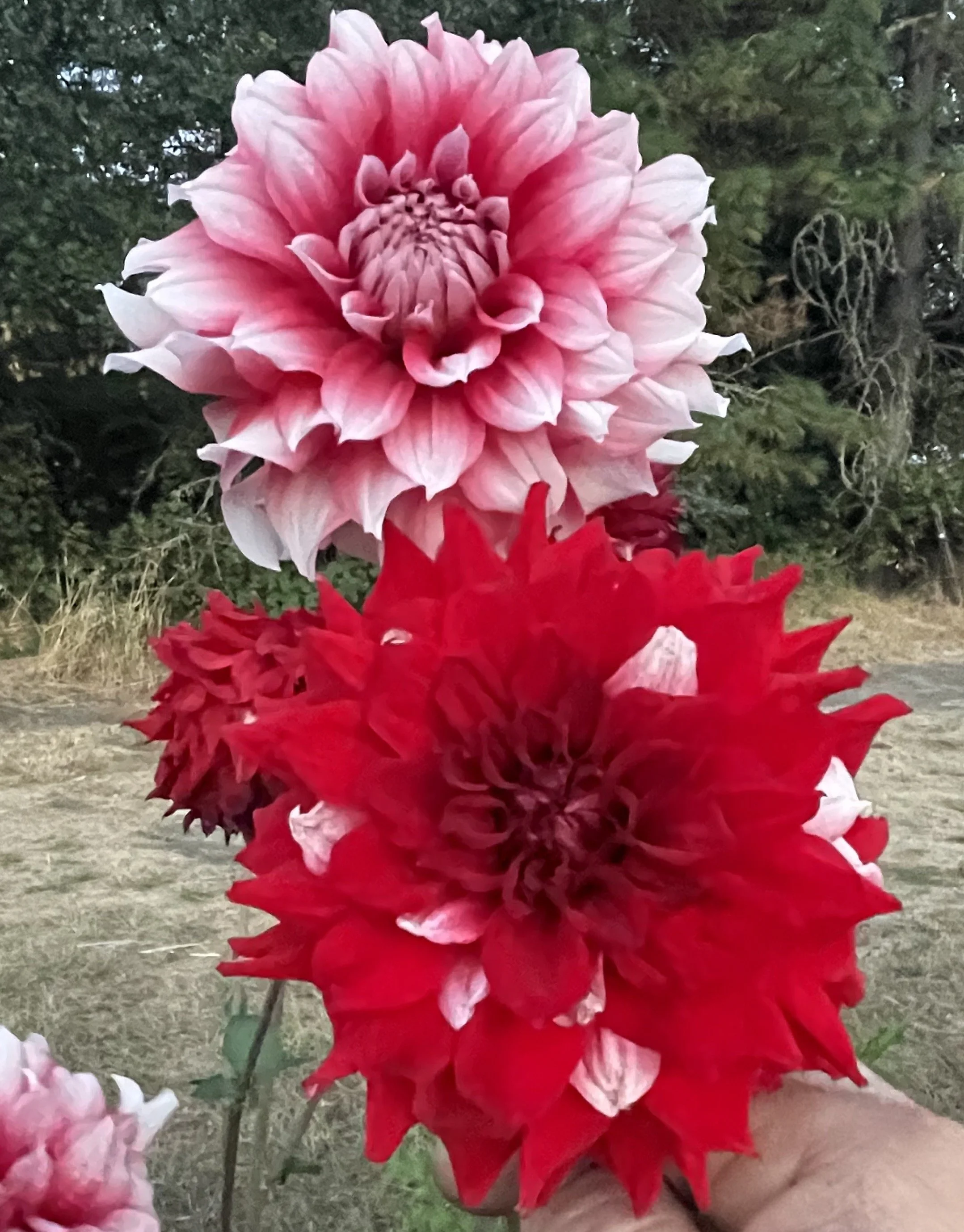 Shop Dahlias — RiversDahlias.com